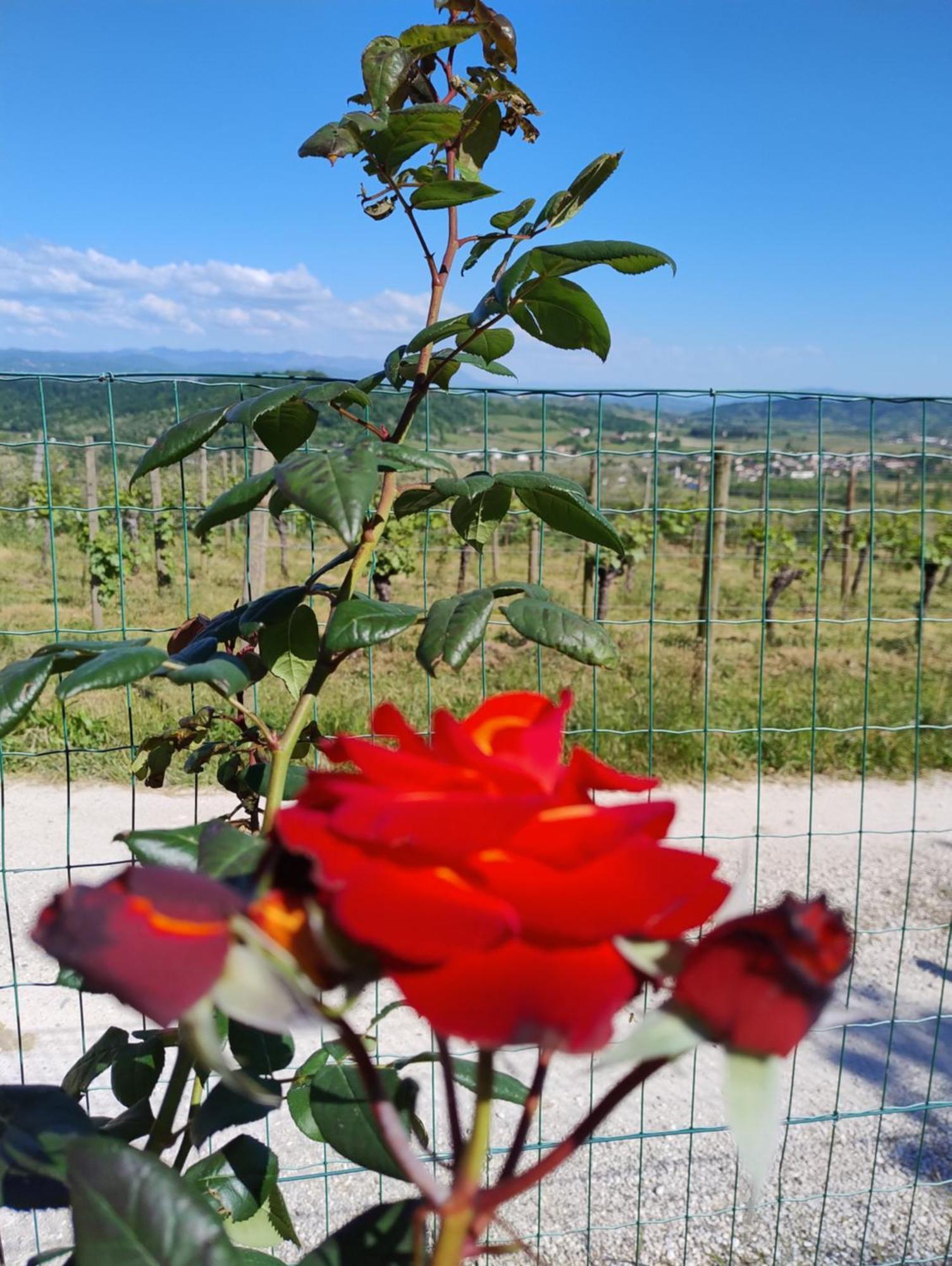 Le Badie Wine Resort Rosazzo Экстерьер фото